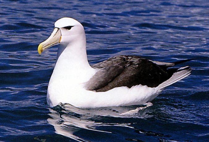albatross2