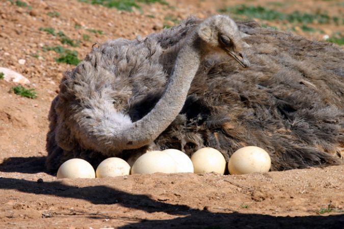 ostrich_eggs