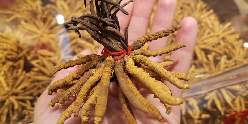 Top 10 Most Expensive Mushrooms in the World TopTeny Magazine