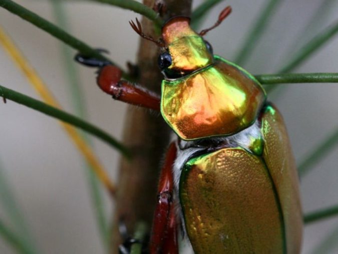 Best Colorful Insect