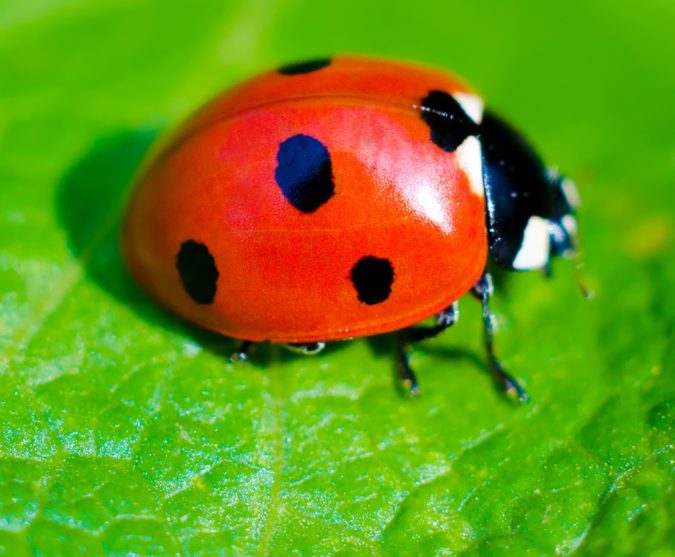 Ladybug Colorful Insects