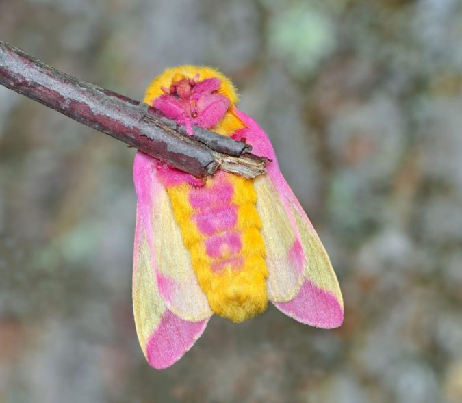 Rosy Maple Moth Colorful Insects