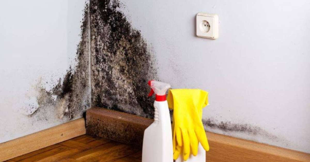 black mold