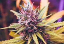 Budget-Friendly Cannabis Cultivation