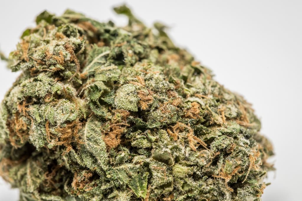 Cannabis