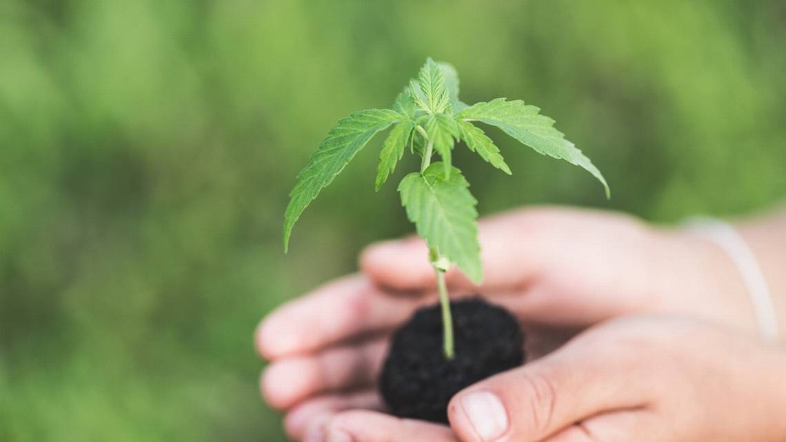 Growing Difficulties of Cheap Cannabis Seeds