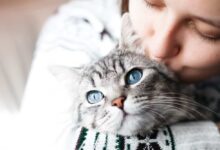 Take Care of Your Cat with Modern Technologies