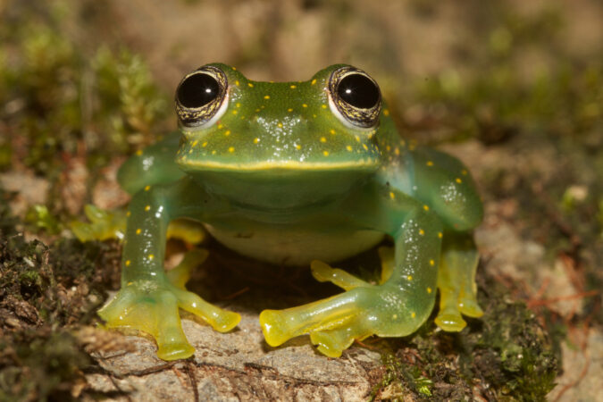 The Top 100 Strangest Animals You've Never Heard Of: : Unusual Species ...