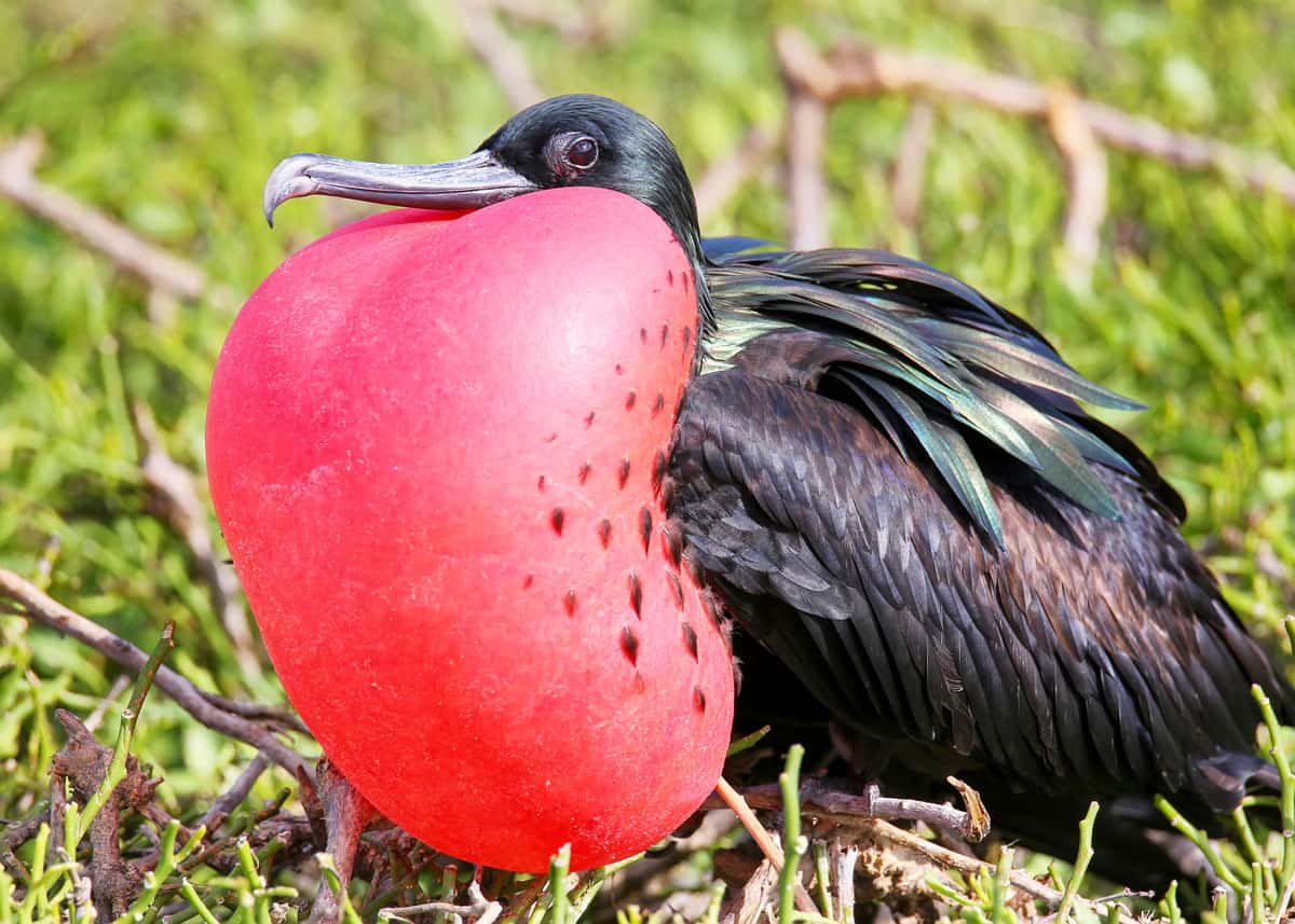 Magnificent frigatebird